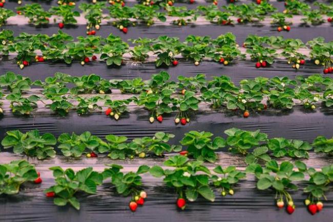 ������������а񡱵�һ�������ֶ��������е�ˮ�������ܳ���